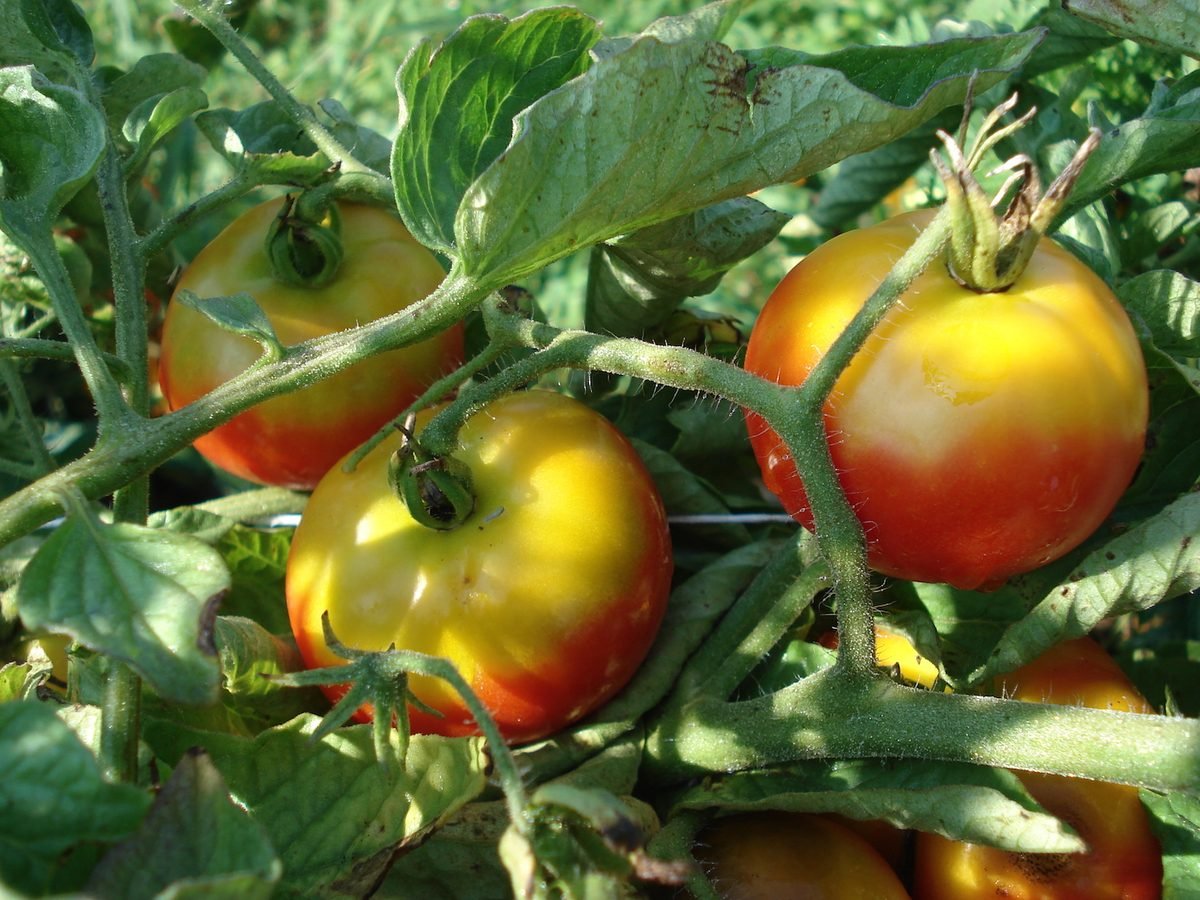 tomatoes with yellow shoulders.