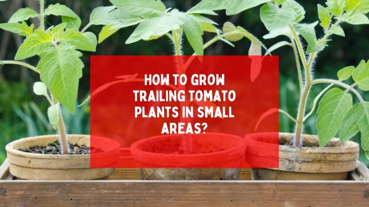 How to grow trailing tomato plants in small areas?