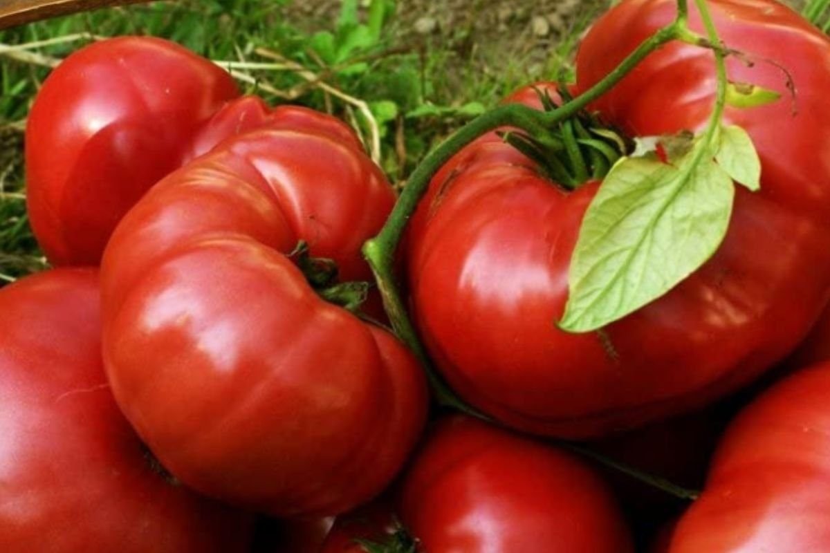 types of Brandywine tomatoes