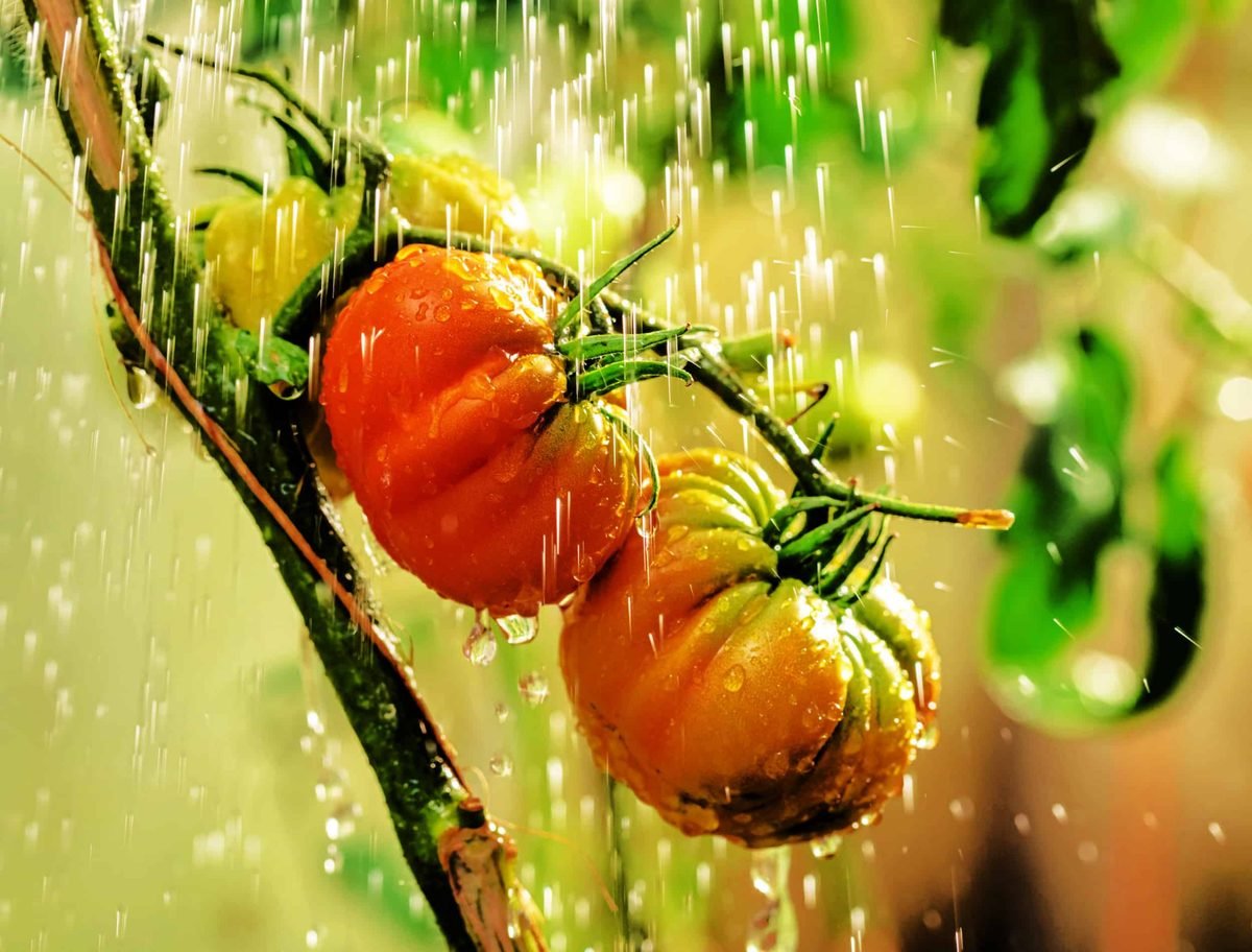 Underwatering to tomatoes
