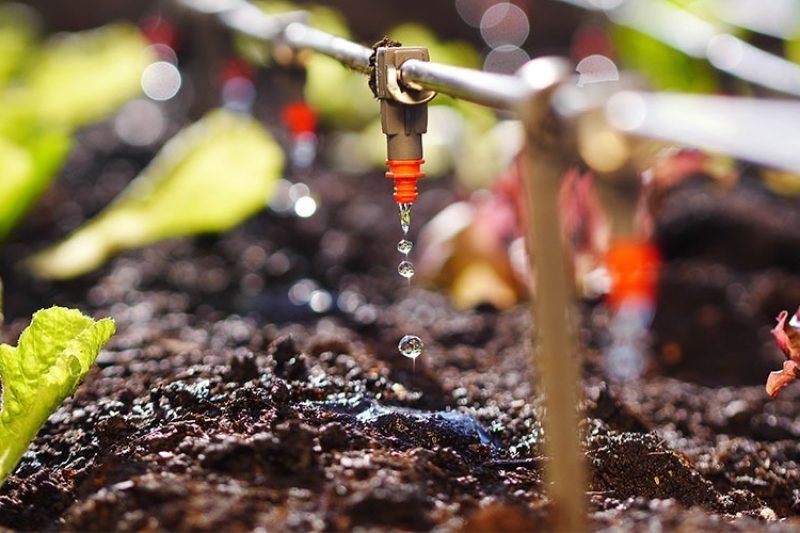 use drip method to water tomato plants.