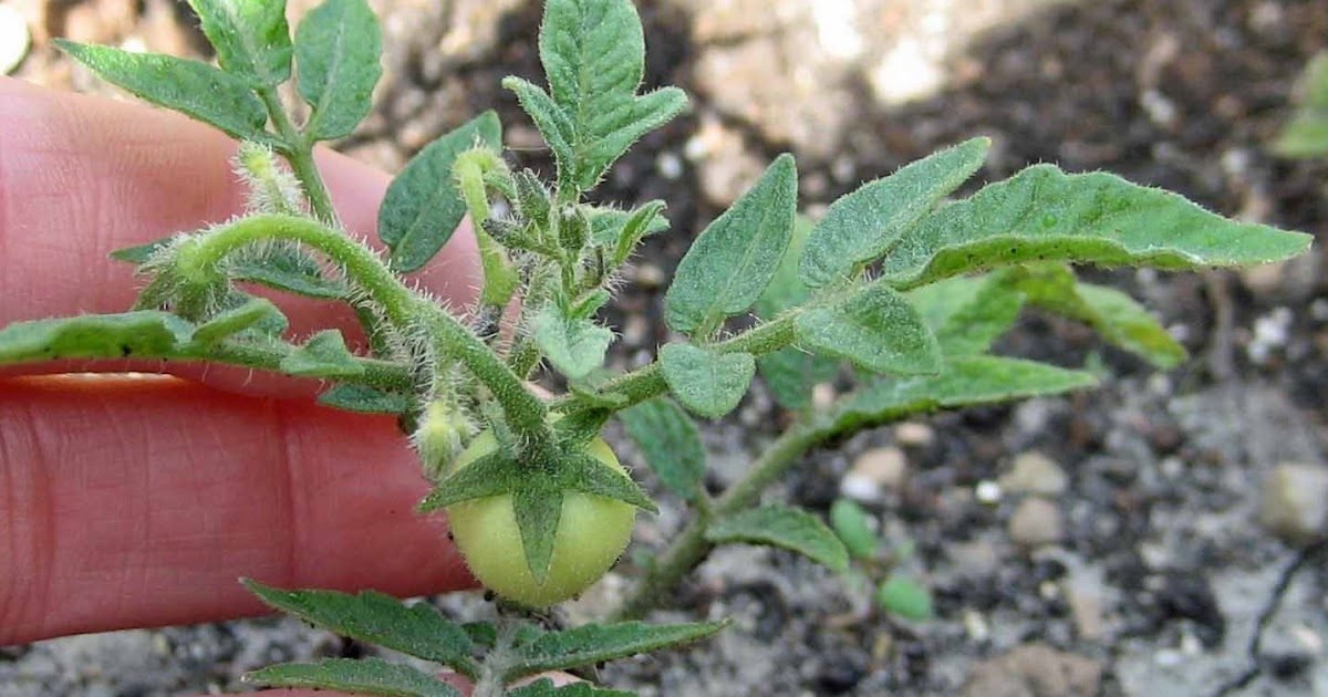 use weeding technique to tomato plants.