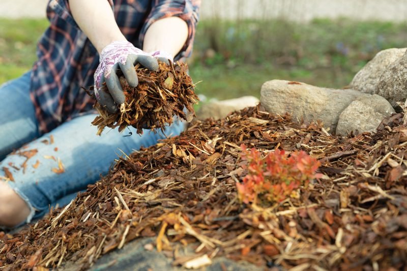 use wood chips for mulching in the soil.