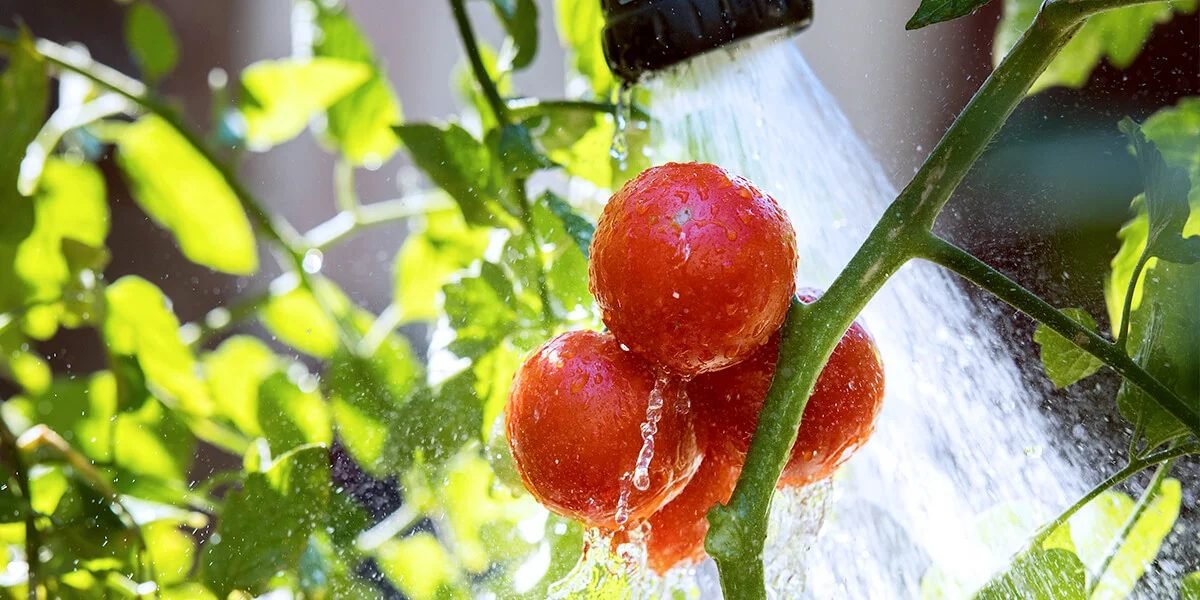water tomatoes daily to protect them from blossom end rots.