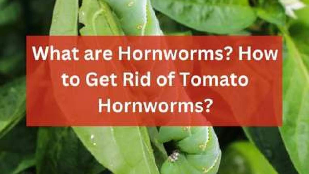 What Are Hornworms? How To Get Rid Of Tomato Hornworms?