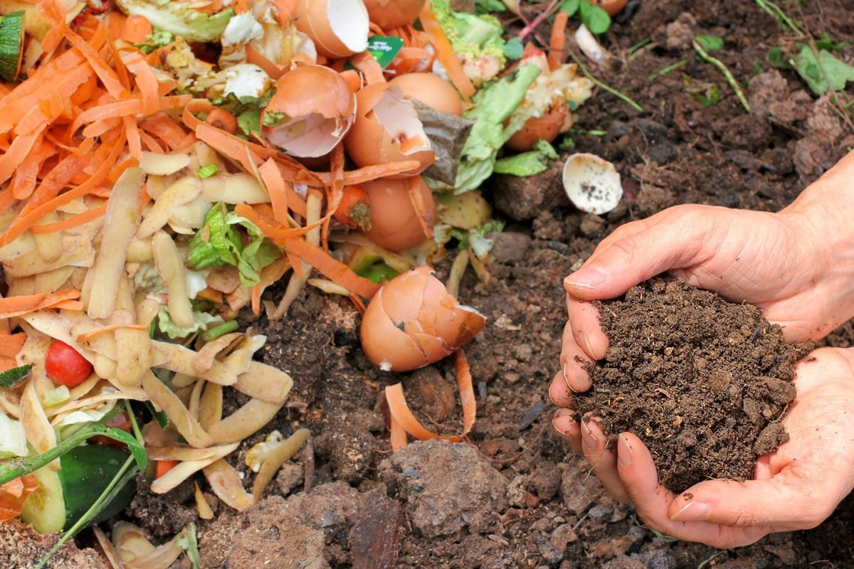 What is composting of tomatoes? How to compost while knowing the risks?