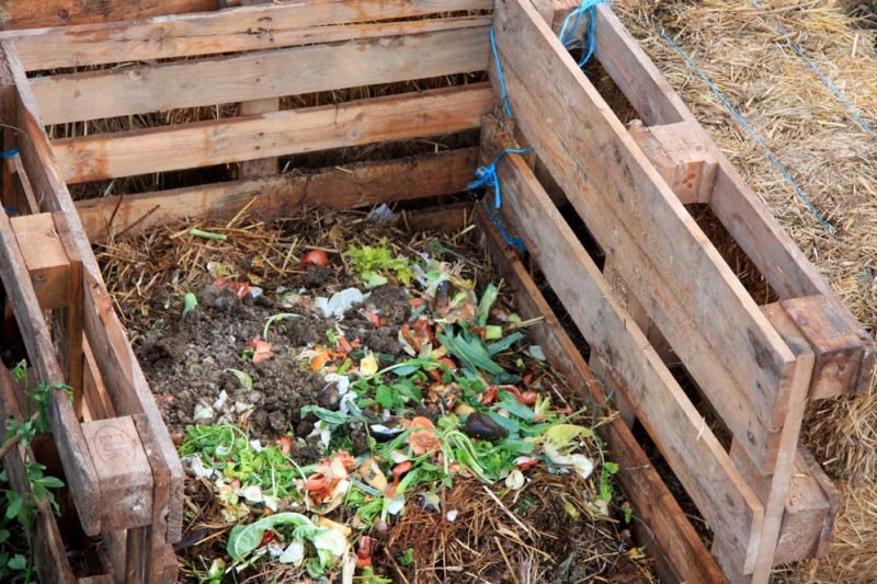 What is composting of tomatoes? How to compost while knowing the risks?