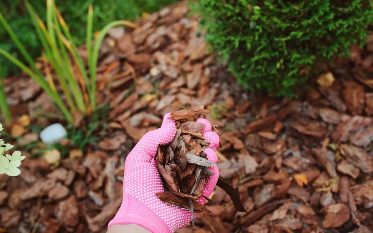 What is composting of tomatoes? How to compost while knowing the risks?