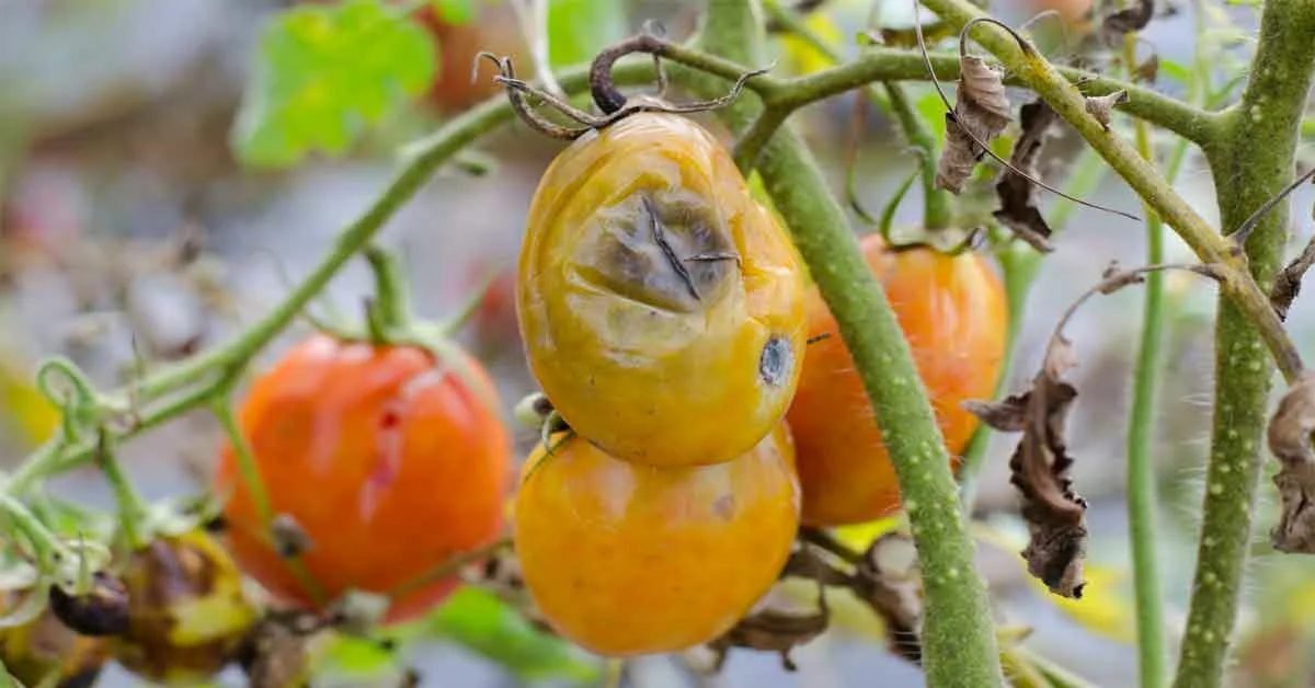 What is composting of tomatoes? How to compost while knowing the risks?