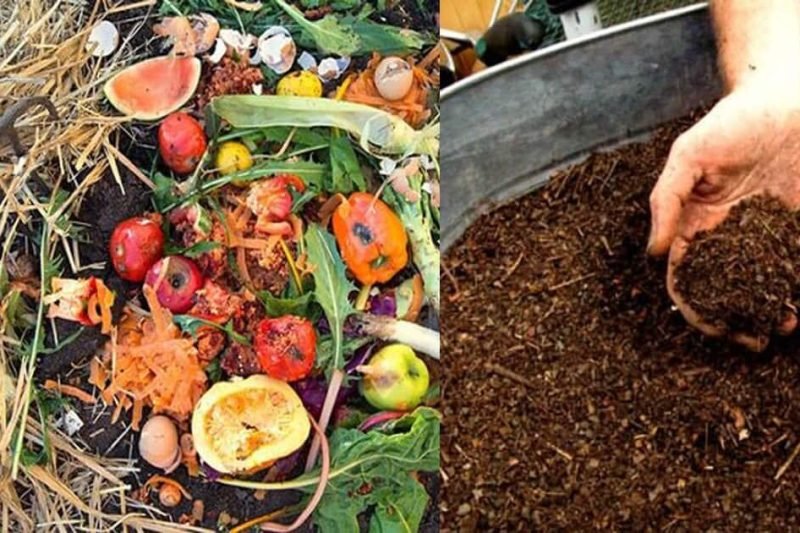 What is composting of tomatoes? How to compost while knowing the risks?