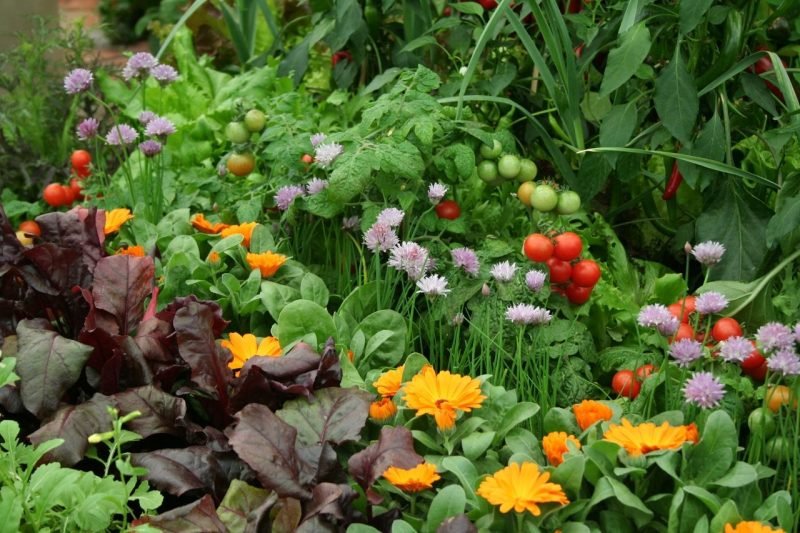 What Do You Understand By Companion Planting? Best Tomato Companion Plants