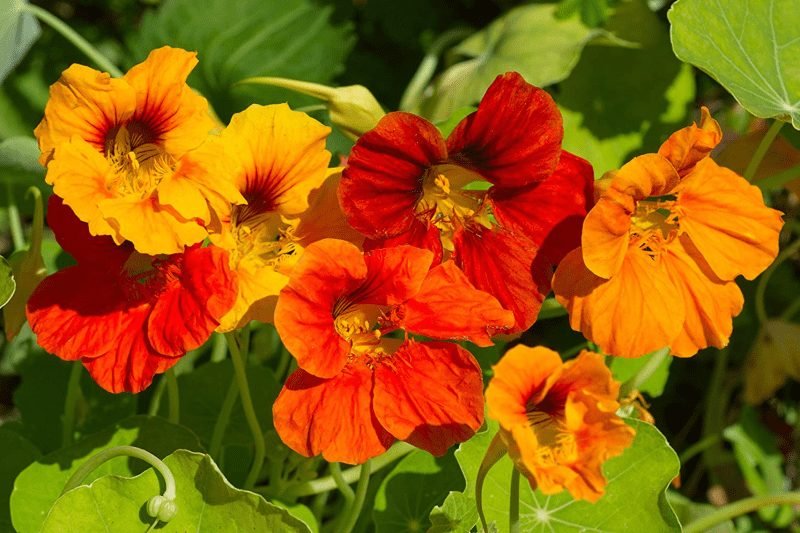Nasturtiums 