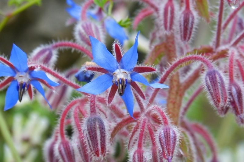 Borage