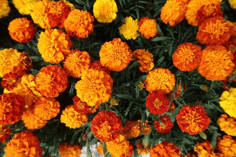 Marigolds