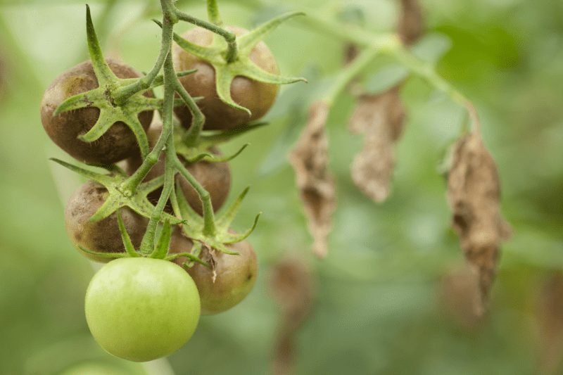 What is blight? 6 Ways to prevent tomato blight