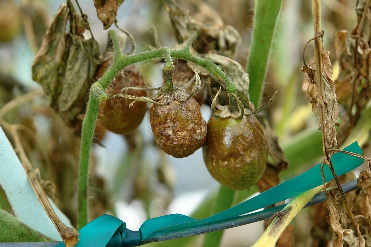 What is blight? 6 Ways to prevent tomato blight