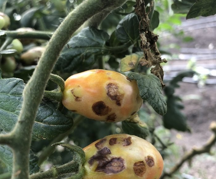 Early blight