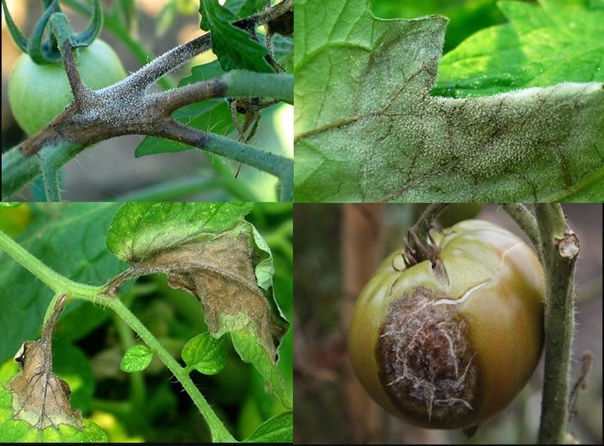  Fix Tomato blight