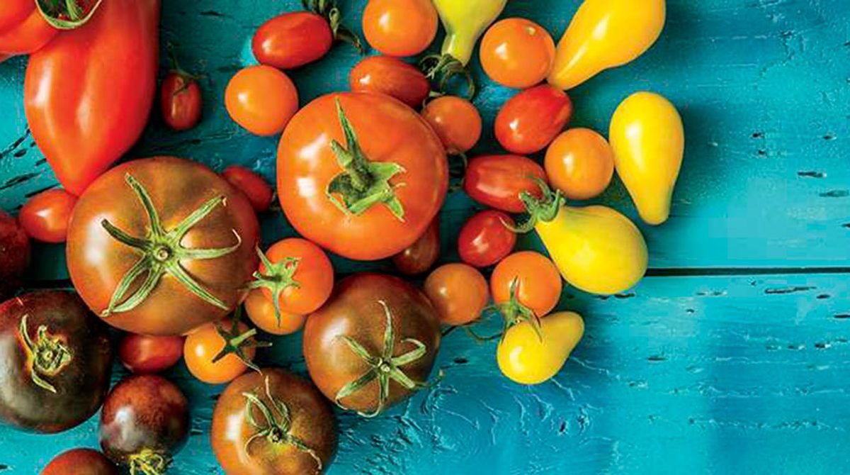 reliable tomato