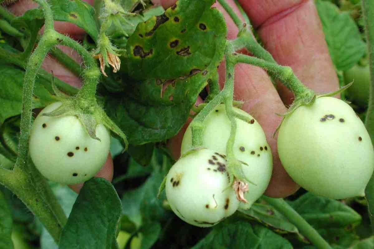 dead-and-infected-plants