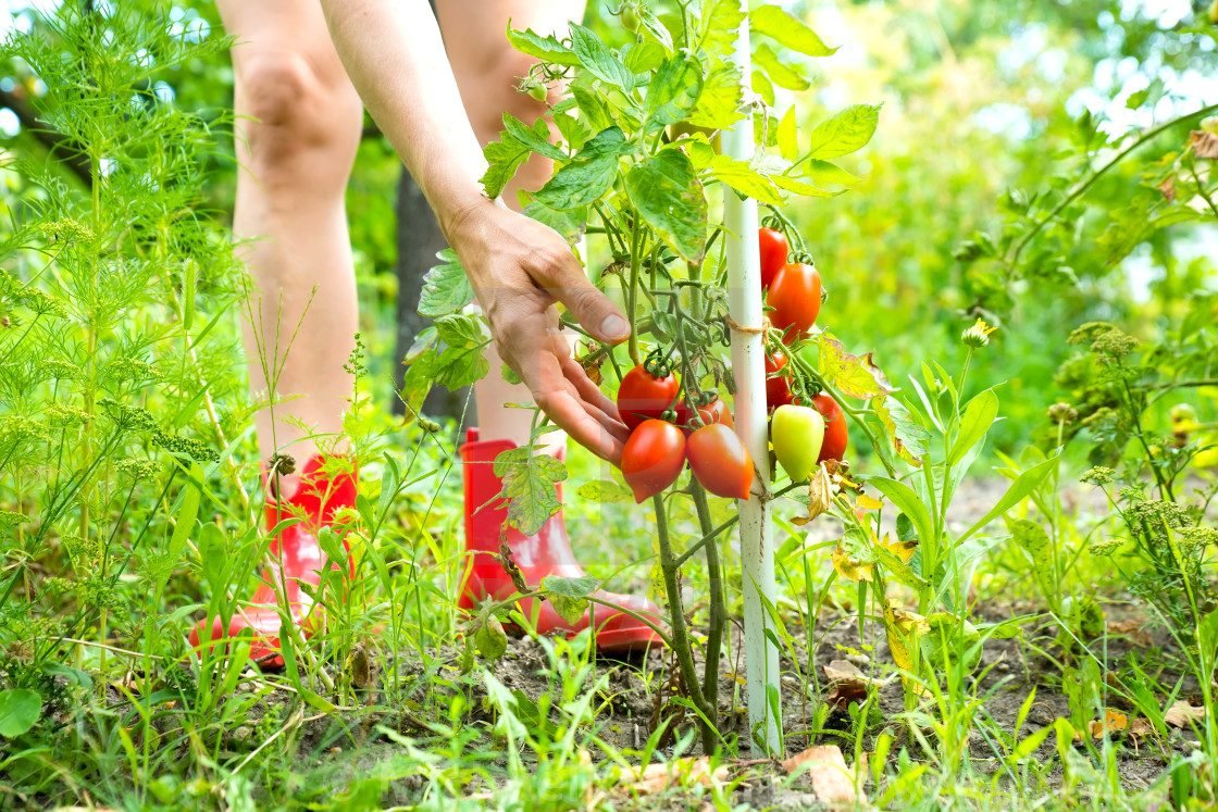 tomatoes