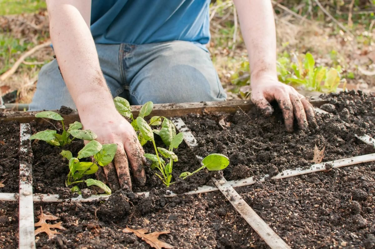 soil