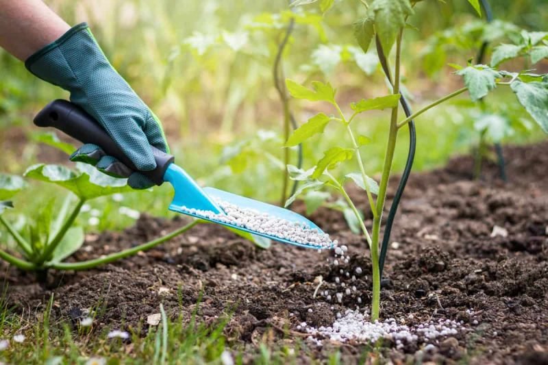 plants fertilizers
