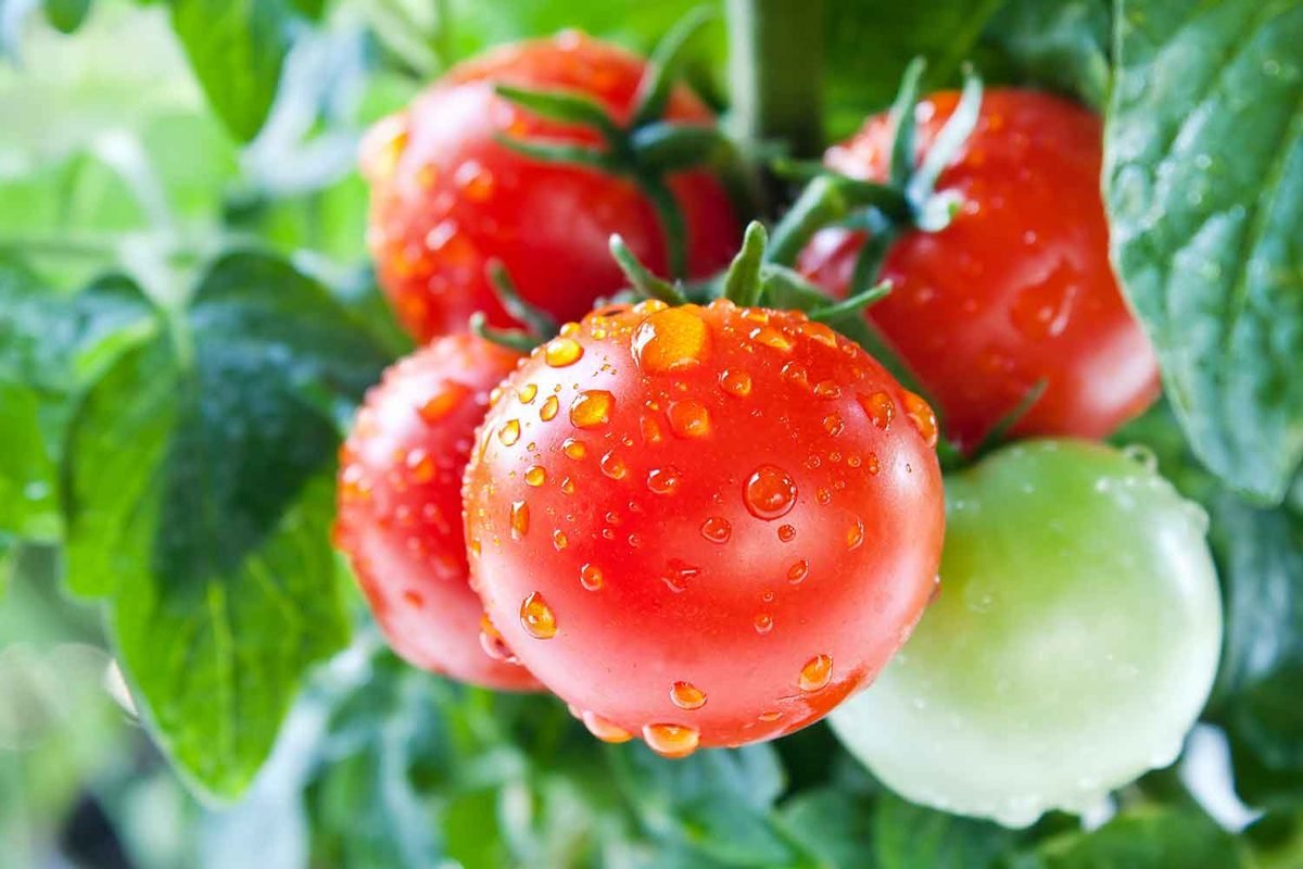 water on tomatoes