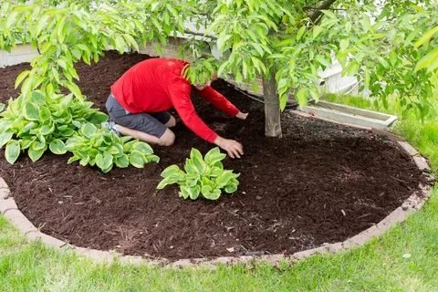 mulching