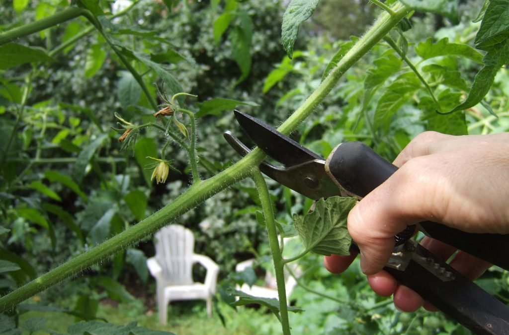 pruning