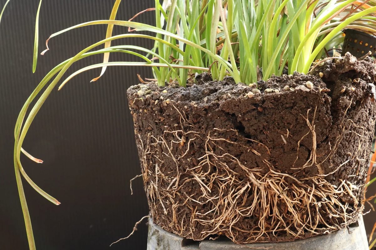 tomato plant roots