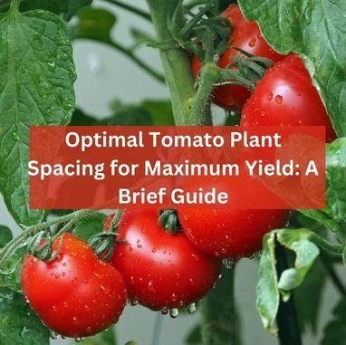 Optimal Tomato Plant Spacing for Maximum Yield: A Brief Guide