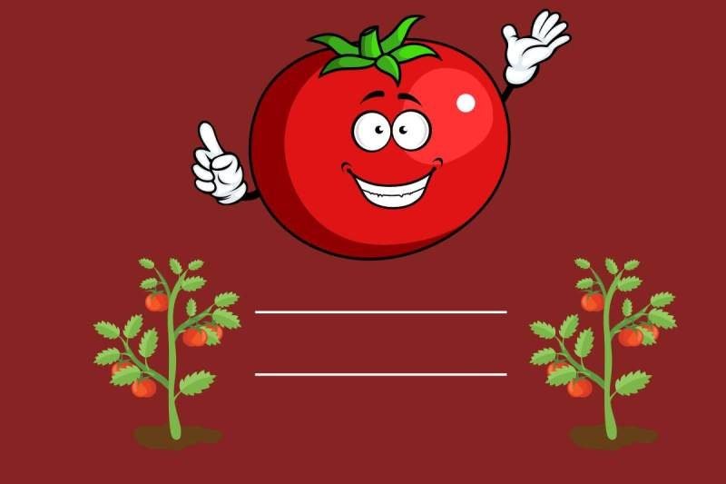 Proper Tomato Plant Spacing 