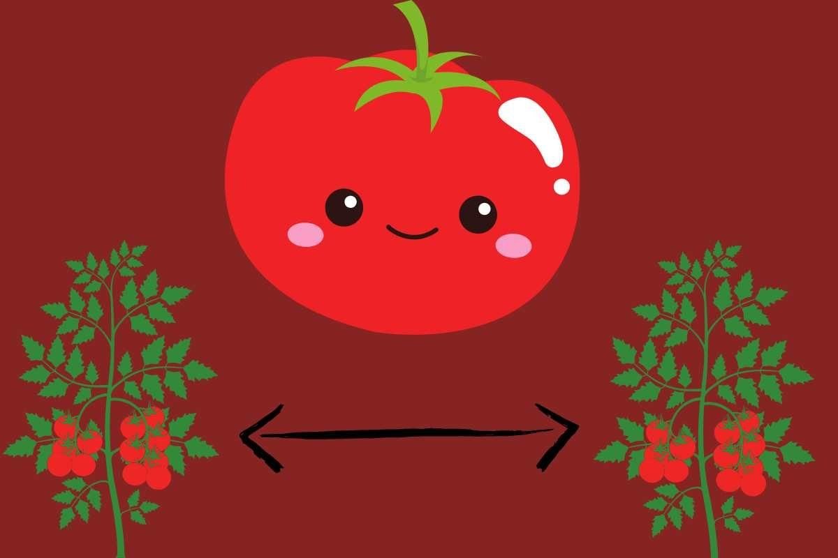 Optimal Tomato Plant Spacing for Maximum Yield: A Brief Guide