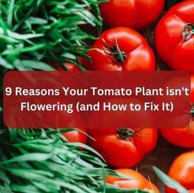 9 Reasons Your Tomato Plant isn’t Flowering (and How to Fix It)