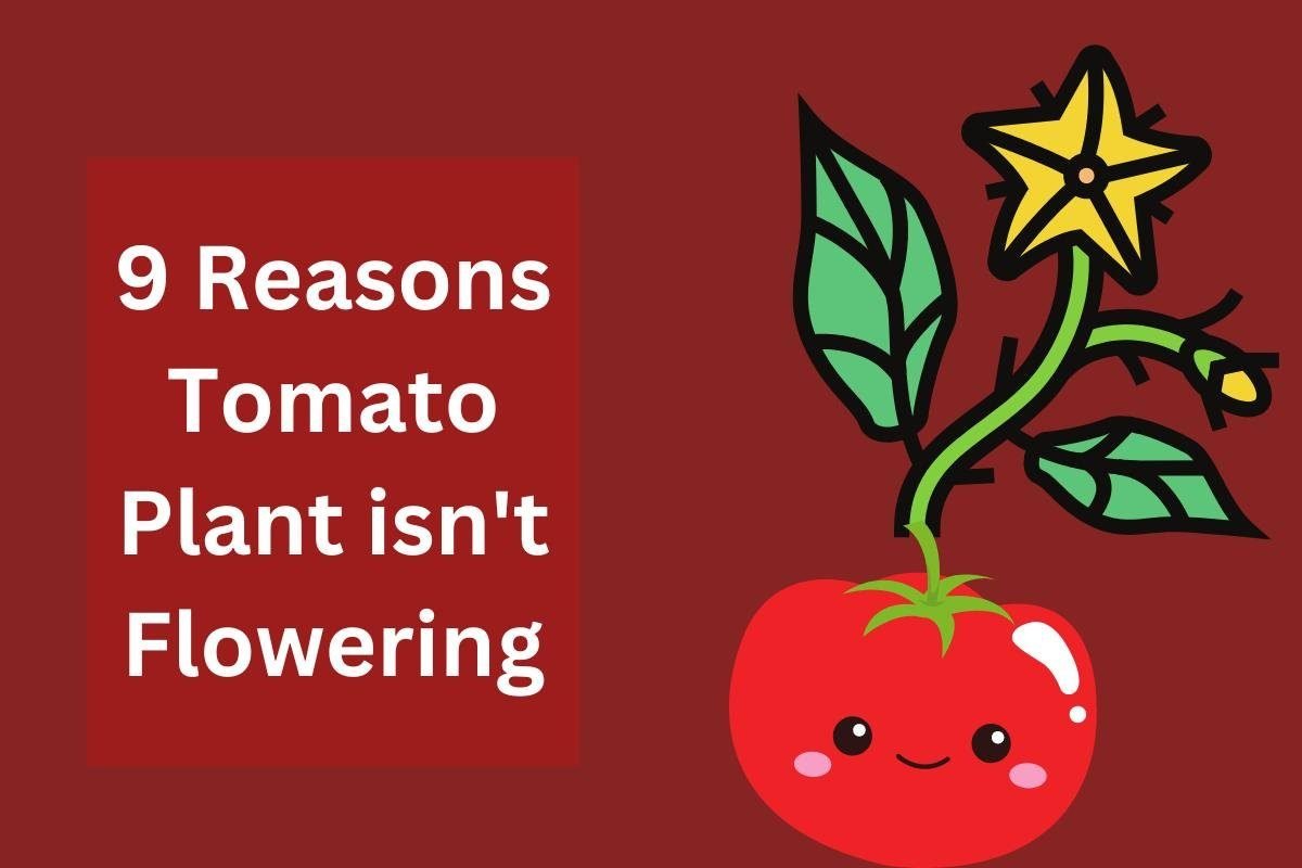 9 reasons why tomato plant isn't flowering