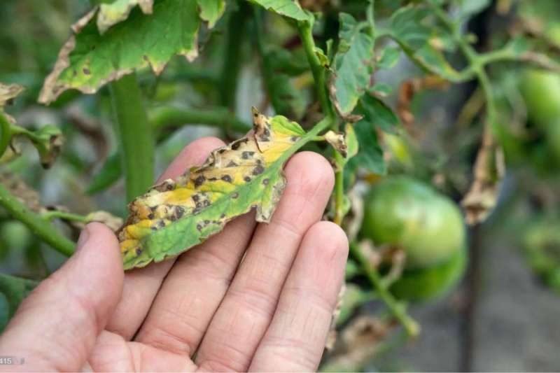Troubleshooting Black Spots on Tomato Leaves: Causes and Solutions