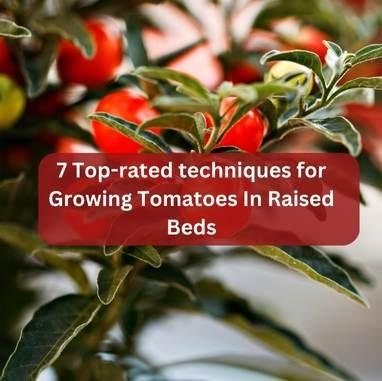 7 Top-rated Techniques for Growing Tomatoes In Raised Beds