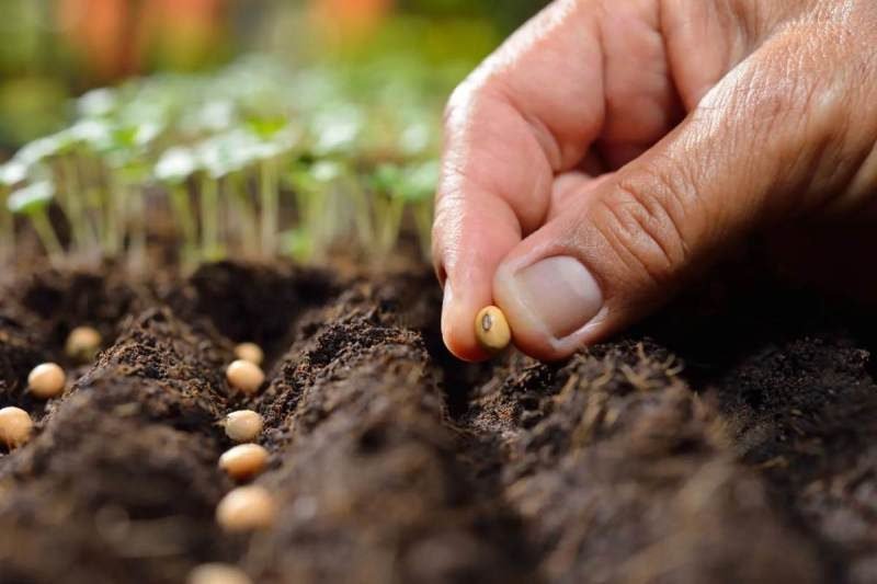 Starting the seeds or seedlings