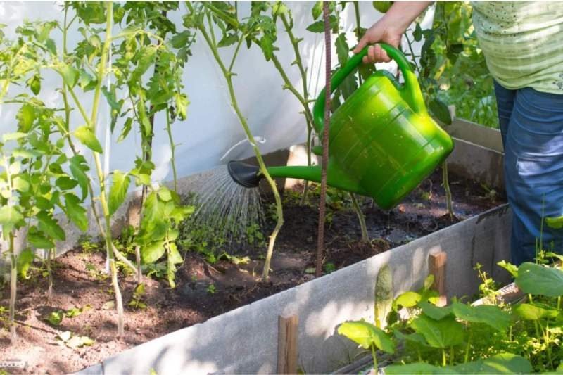 Watering and fertilizing 