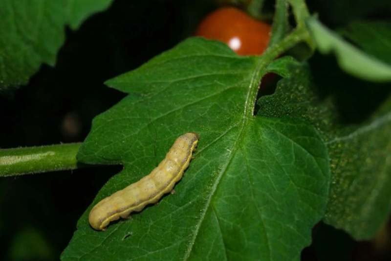 Keep diseases and pests away