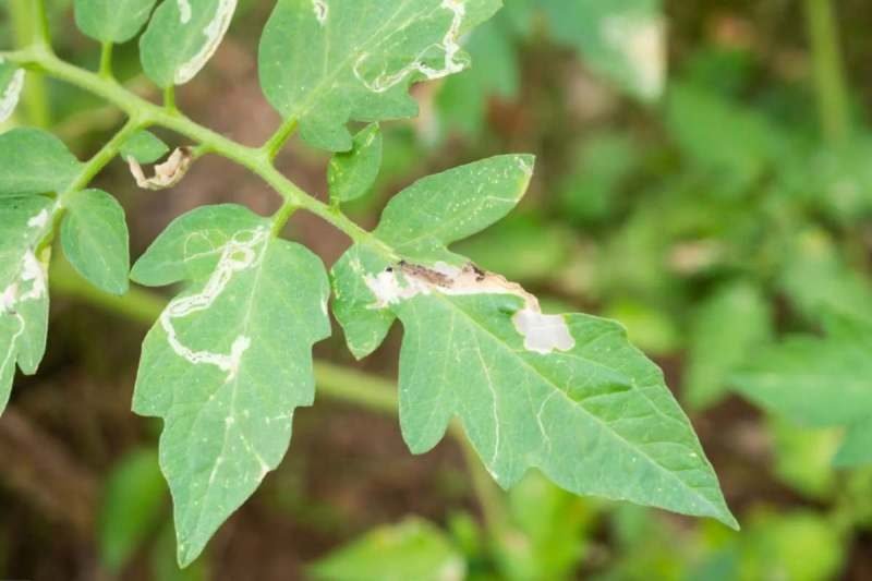 fix tomato leaves on white spots