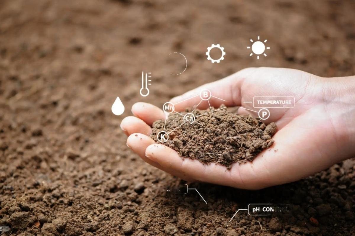 healthy soil For Increase Flowering In Tomatoes 
