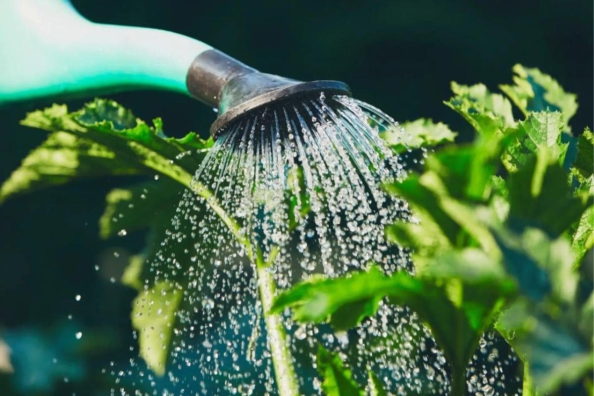 Water Regularly