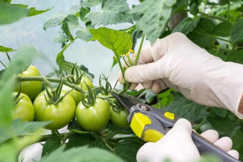 Prune Tomatoes for increase flowering