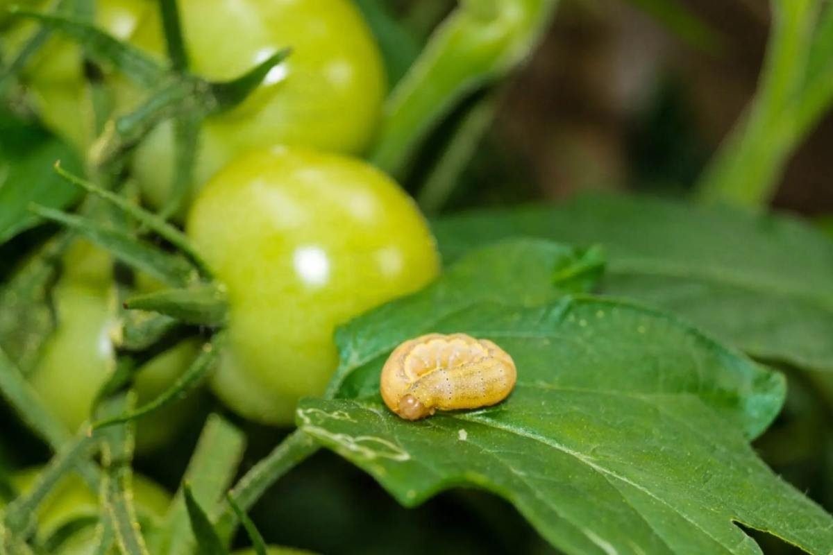 Pest and Disease Damage