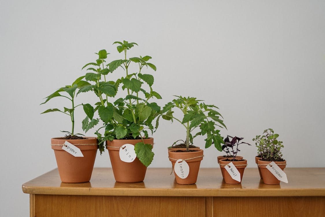 Growing Tomatoes in Small Spaces: 6 Best Varieties to Try