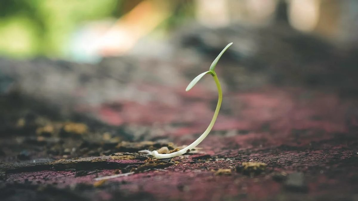 Growing Tomatoes in Small Spaces: 6 Best Varieties to Try