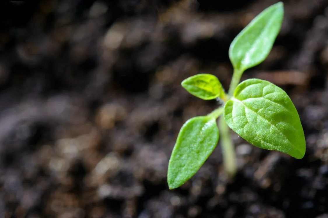 tomato plant