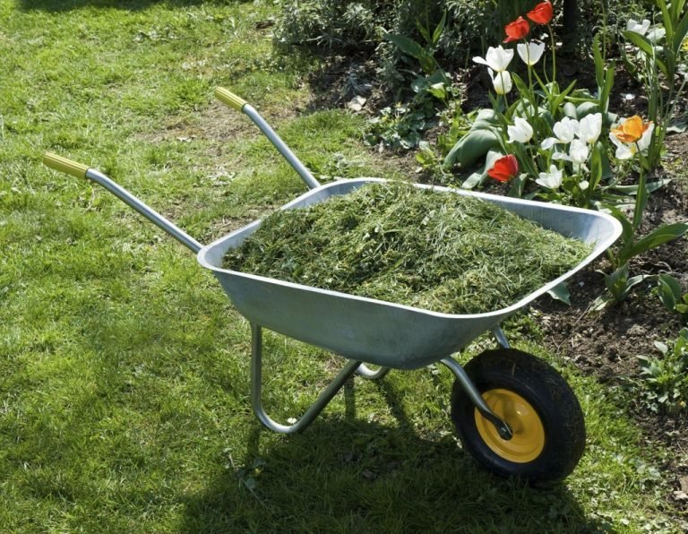 Grass Clipping